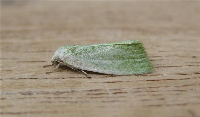 Cream Bordered Green Pea. Copyright: Stephen Rolls