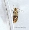 Bucculatrix demaryella