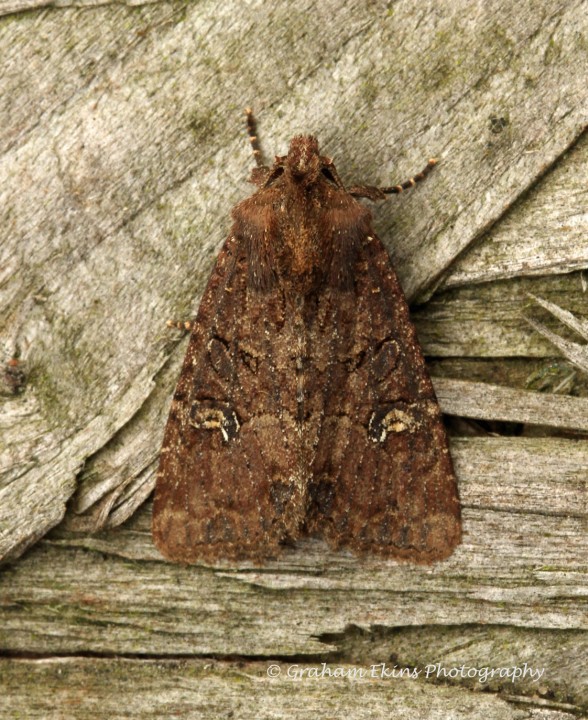 lesser Common Rustic  Mesapamea didyma Copyright: Graham Ekins