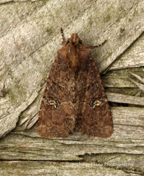 lesser Common Rustic  Mesapamea didyma Copyright: Graham Ekins