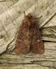 lesser Common Rustic  Mesapamea didyma Copyright: Graham Ekins