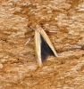 Zelleria hepariella 1 Copyright: Ben Sale