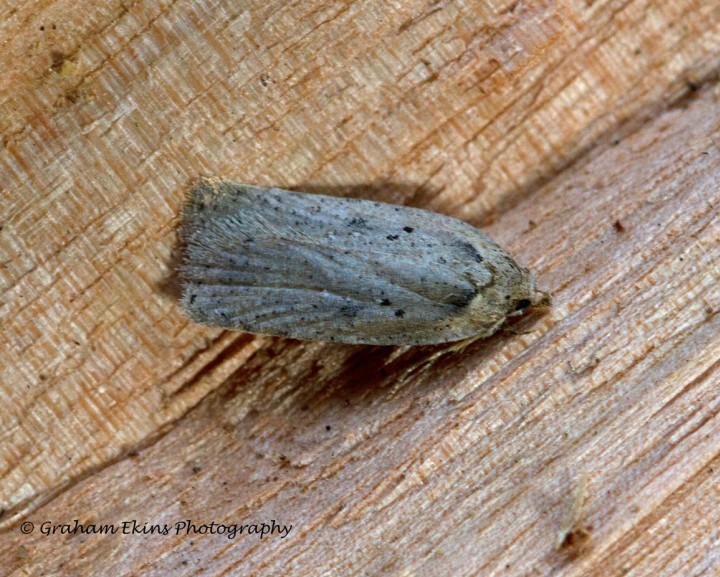 Agonopterix heracliana 5 Copyright: Graham Ekins