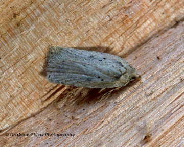 Agonopterix heracliana 5 Copyright: Graham Ekins