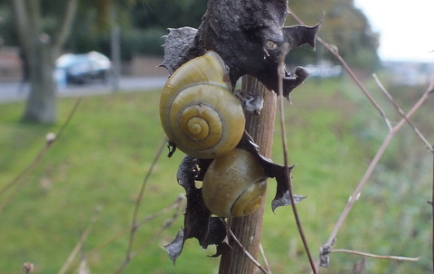 White-lipped Snail - Cepaea hortensis Copyright: Peter Pearson