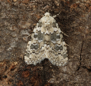 Marbled Beauty  Bryophila domestica Copyright: Graham Ekins