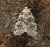 Marbled Beauty  Bryophila domestica Copyright: Graham Ekins