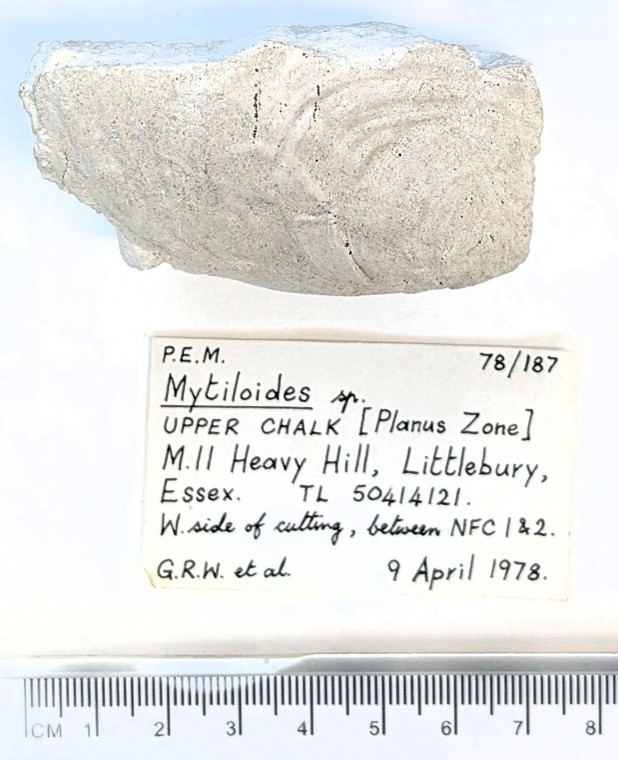 Bivalve Mytiloides  Littlebury Heavy Hill M11 1978 2 Copyright: William George