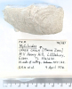 Bivalve Mytiloides  Littlebury Heavy Hill M11 1978 2