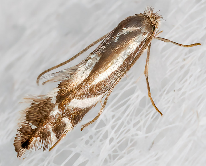 Phyllonorycter rajella 02-09-2023 Copyright: Bill Crooks