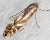 Phyllonorycter rajella 02-09-2023