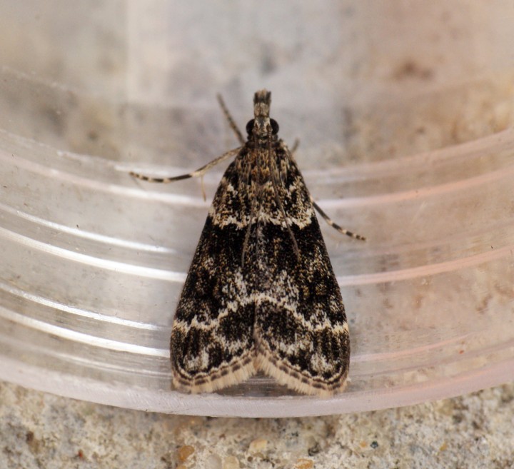 Eudonia mercurella 2 Copyright: Ben Sale