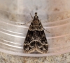 Eudonia mercurella 2 Copyright: Ben Sale