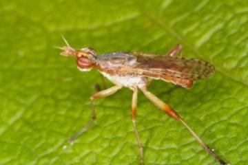 Dichetophora obliterata Copyright: Peter Harvey