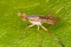 Dichetophora obliterata