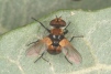 Cistogaster globosa Copyright: Peter Harvey