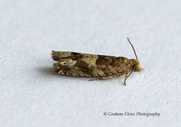 Epinotia demarniana  3 Copyright: Graham Ekins