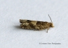 Epinotia demarniana  3 Copyright: Graham Ekins