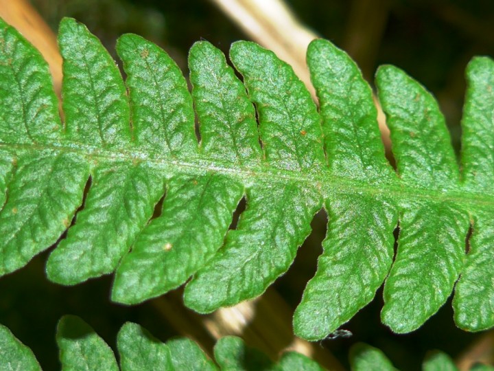 Lemon-scented Fern 1 Copyright: Graham Smith