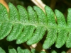 Lemon-scented Fern 1 