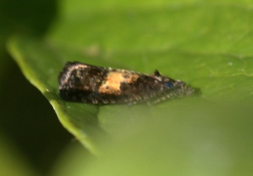 Endothenia nigricostana Copyright: Ben Sale