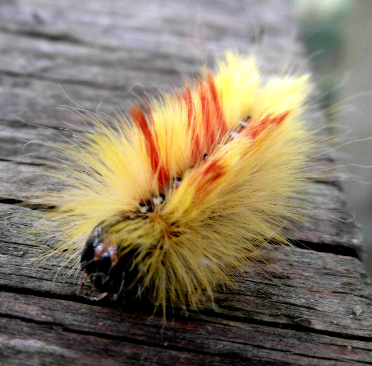 Caterpillar stage of Acronicta aceris Copyright: Justin Carroll