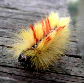 Caterpillar stage of Acronicta aceris Copyright: Justin Carroll