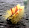 Caterpillar stage of Acronicta aceris