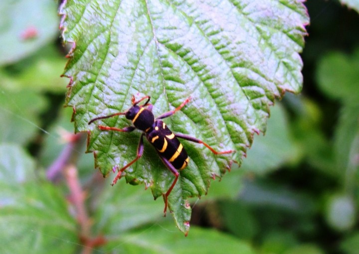 Clytus arietis 2 Copyright: Graham Smith