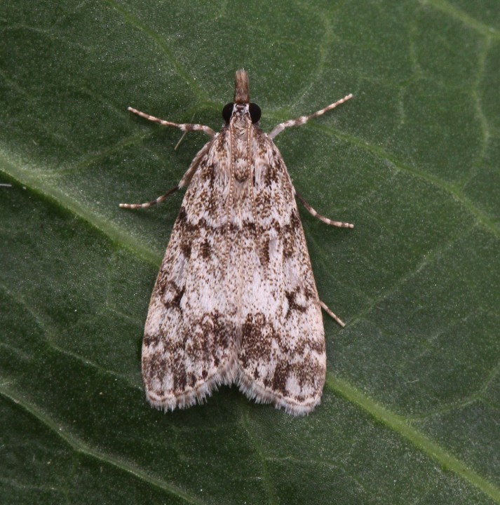 Eudonia lacustrata 2 Copyright: Graham Ekins