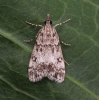 Eudonia lacustrata 2 Copyright: Graham Ekins