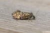 Eriocrania sparrmannella.