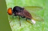 Small black fly with large red eyes 