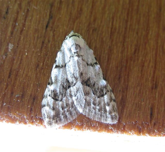 Least Black Arches. Copyright: Stephen Rolls