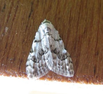 Least Black Arches. Copyright: Stephen Rolls