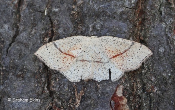 Cyclophora punctaria 5 Copyright: Graham Ekins