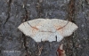Cyclophora punctaria 5 
