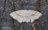 Cyclophora punctaria 5 Copyright: Graham Ekins