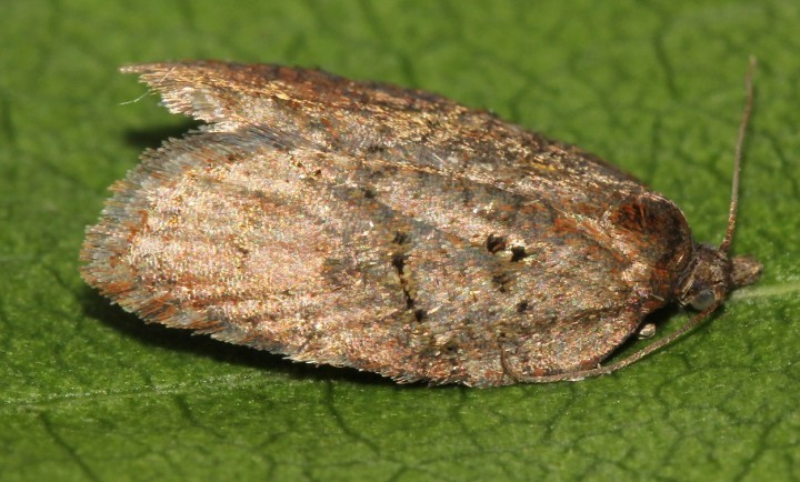 Acleris shepherdana Copyright: Peter Furze