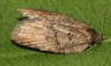 Acleris shepherdana