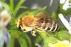 Colletes halophilus Copyright: Peter Harvey