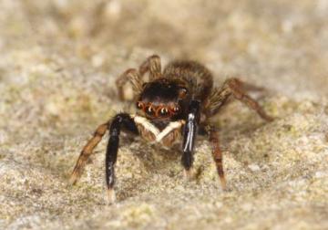 Euophrys frontalis Copyright: Peter Harvey