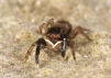 Euophrys frontalis 