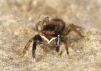 Euophrys frontalis