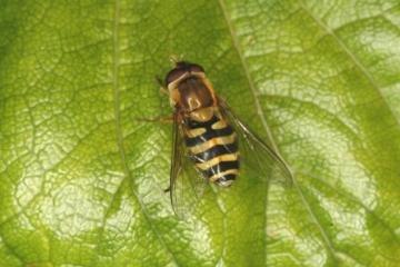 Syrphus ribesii Copyright: Peter Harvey