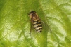 Syrphus ribesii