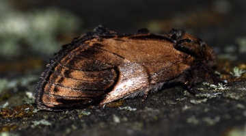 Pebble Prominent Copyright: Ben Sale