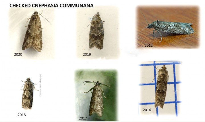 Cnephasia communana 7 all GD Copyright: Graham Ekins