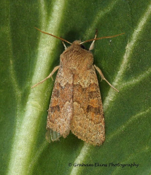 Orthosia miniosa   Blossom Underwing Copyright: Graham Ekins