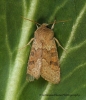 Orthosia miniosa   Blossom Underwing